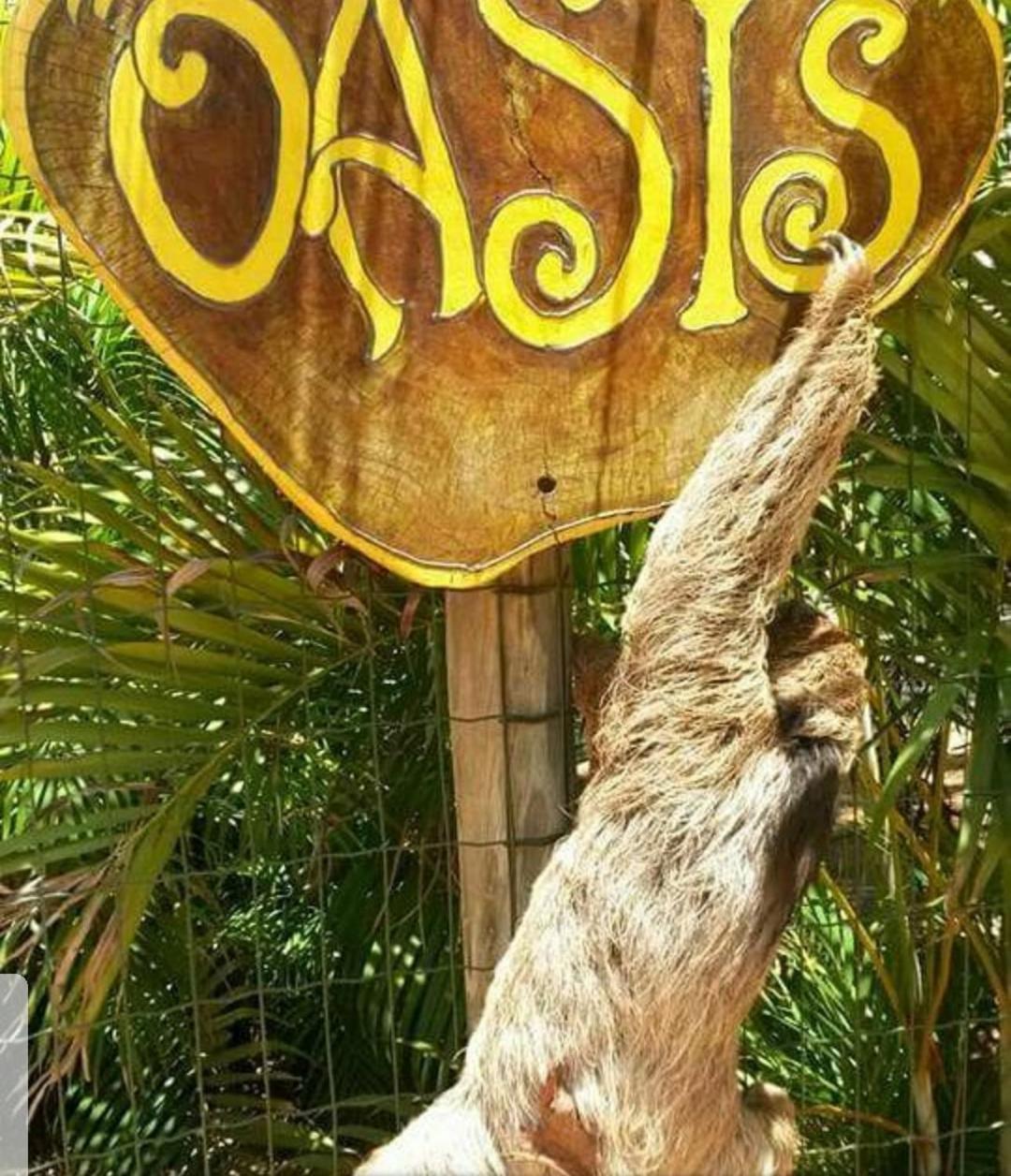 Chale "Oasis" Villa Praia do Forte Bagian luar foto